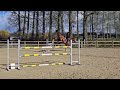 Cavalla KWPN Cavallo da Sport Neerlandese In vendita 2018 Sauro ,  Chac Fly