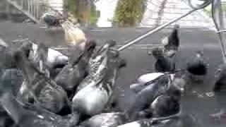 El vuelo de las palomas