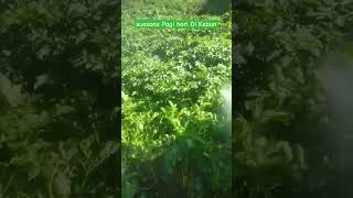 Download lagu Suasana Pagi Hari Di kebun Pedesaan Sunda#videoshorts mp3 Download lagu Suasana Pagi Hari Di kebun Pedesaan Sunda#videoshorts mp3