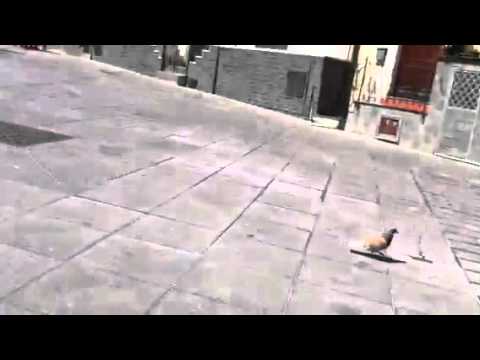 Il piccione di Aci Castello