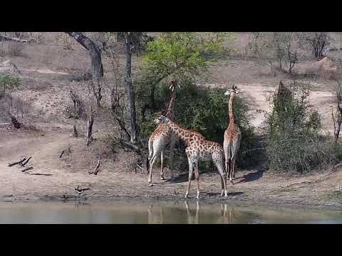 Djuma: Group of seven Giraffes - 13:10 - 09/23/20