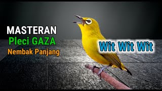 Download lagu Masteran Pleci GAZA Nembak Wit Wit Wit Panjang mp3