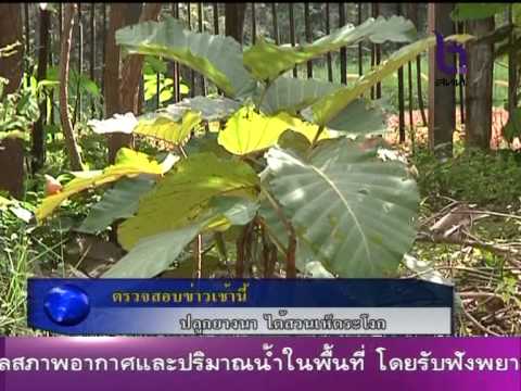 คิดจะปลูกต้นยางนา - Pantip คิดจะปลูกต้นยางนา - Pantip