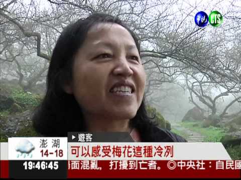 烏松崙梅花盛開 白霧繚繞如仙境