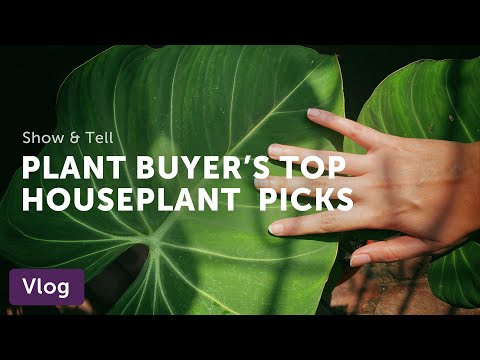 COOL HOUSEPLANTS On The Market: Gina's Selects — Vlog 050