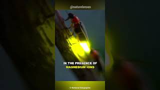 Download lagu How Do Fireflies Glow Up? mp3