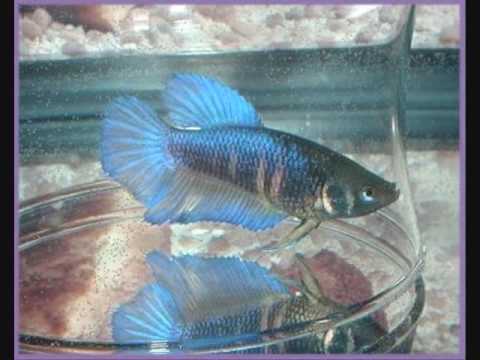 Learn Betta Fish Breeding or Mating