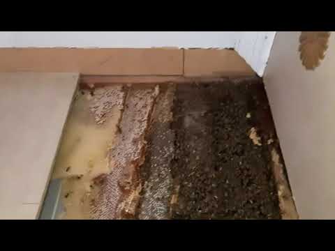 13/3/2021 - It Felt Like A Sauna Beehive Relocation