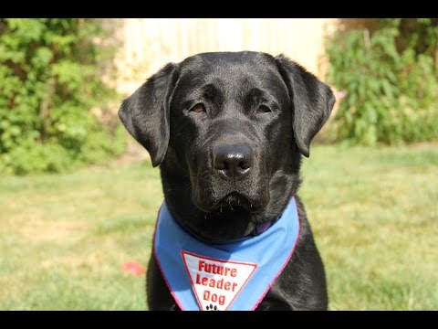 Future Leader Dog Enda, #17077