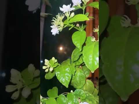 #avaneesh #desert desert flower #balconyplants #qatar2022