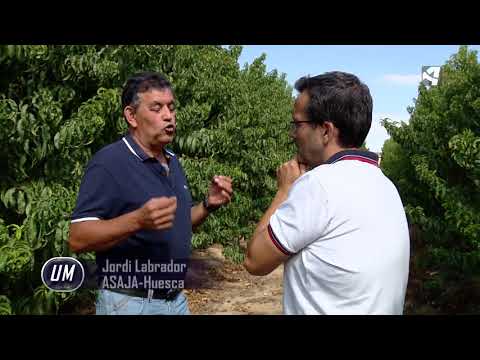 Fotograma del vídeo: Alternativas al cultivo de la fruta de hueso