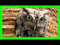 Eastern Screech Owl Song Eastern Screech Owl Sound Singing Autillo Yanqui Canto Megascops Asio