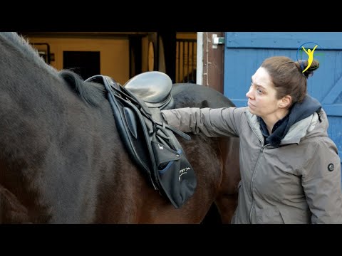 Sattel schuld an enormen Schmerzen? Stute Rasberry lässt sich nicht mehr gerne reiten.