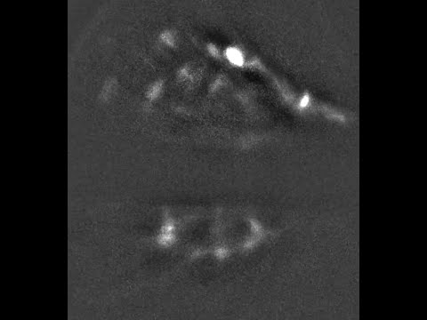 体液Na+欠乏状態および塩分摂取後におけるSFOのCCKニューロンの神経活動の様子