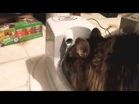 Why your Drinkwell Mini pet water fountain leaks