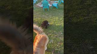 Video preview image #1 Great Pyrenees-Unknown Mix Puppy For Sale in Wakefield, RI, USA