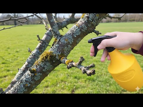 Save your fruit trees in time! Mosses deplete and destroy fruit trees!