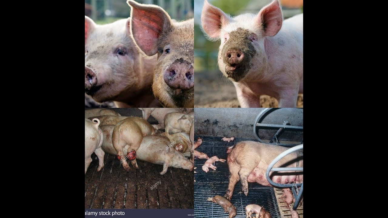 Je wewe ni mfugaji wa nguruwe..!!?/ Mambo (5) ambayo hutakiwi kuyafanya