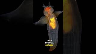 The Deadly Beautiful Sea Angel