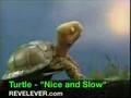 Sesame Street S Shelley Turtle Moving To Usher S Nice And Slow