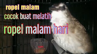 Download lagu burung trucukan ropel ngotot dimalam hari cocok buat masteran ropel malam mp3