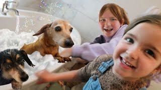 DOG SPA with Navey & Adley!! Jenny's Surprise opening pitch! Olive & Koopa at a real Baseball Game