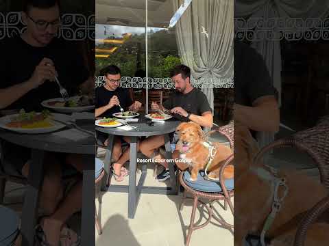 Viagem com cachorro em Santa Catarina? Salva esse vídeo para quando precisar. 💙🐶