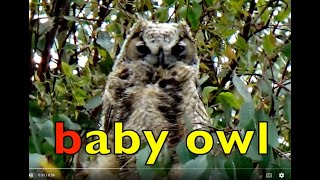ABC BIRDS / ALPHABET / Learn BIRD NAMES / EDUCATIONAL CHILDREN VIDEO / Learn ENGLISH