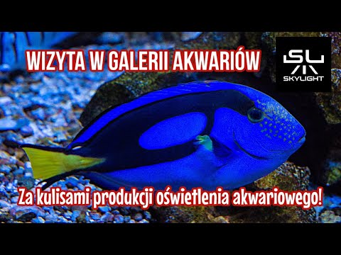 Z wizytą w firmie Skylight - hala produkcyjna i galeria