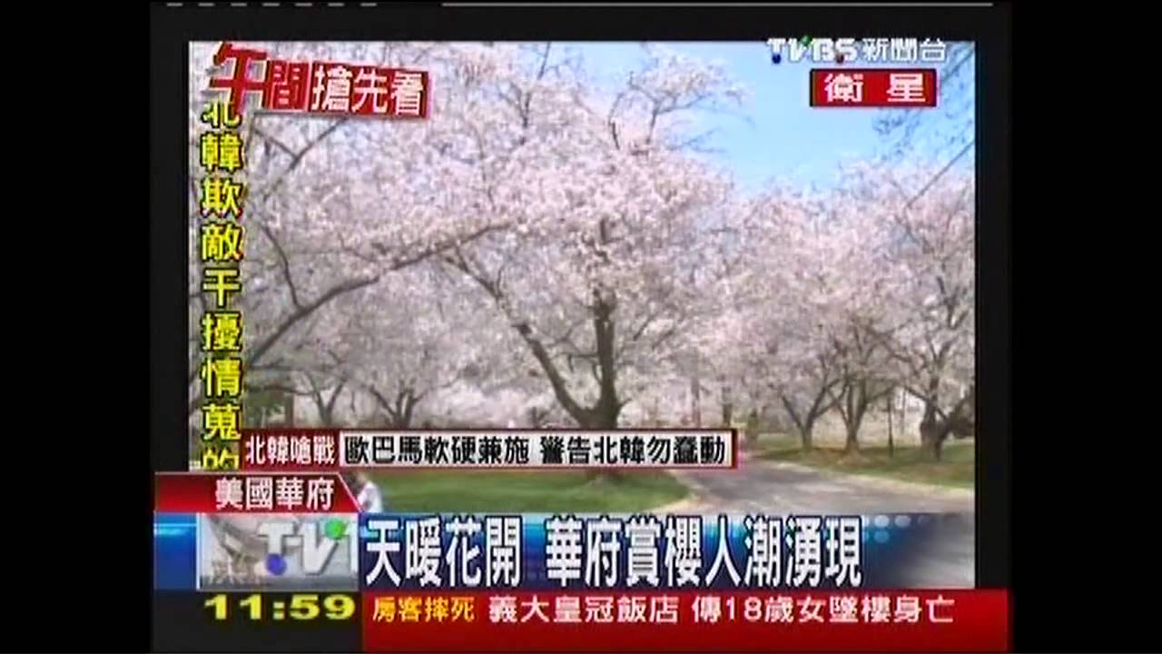 天暖花開 華府賞櫻人潮湧現