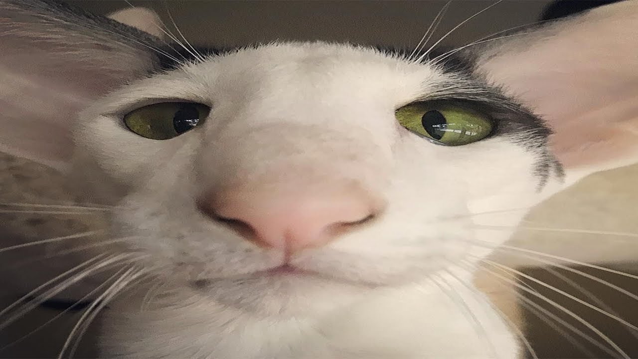 Pets thoughts are unpredictable