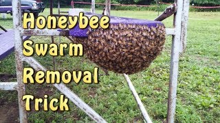 Honeybee Swarm Removal Trick/ Leave No Bees Behind