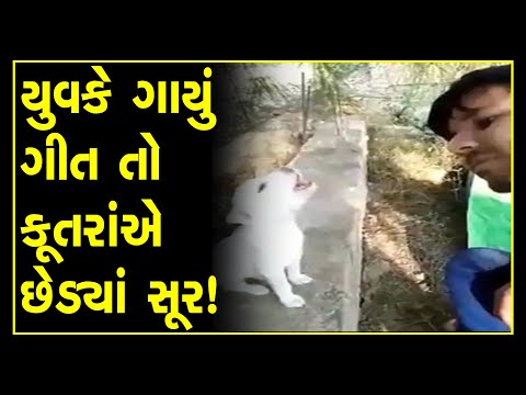 Man singing dog intrupt and take part funny video is going viral on internet