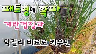 패트병에 쪽파 키우기 막걸리와 계란껍질로만 키웠는데, 막걸리 비료 만들기 makgeolli fertilize…