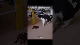 Cats Reflexes vs These Animals💀🤯
