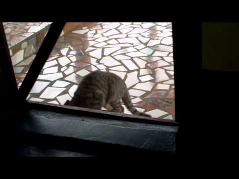 el gato de Mariluz temporetti abre la puerta.mosquitero
