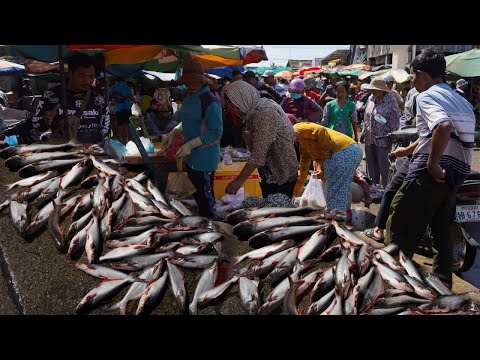 The Second Site Distribute Fish in Cambodia - Plenty Alive Fish, Dry Fish, Seafood & More in Kilo9