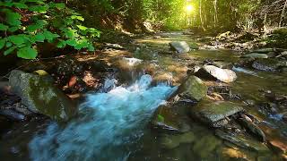 Healing Harp  Melodies in  the  Deep  Forest. Calming Sound of Creek  Flowing