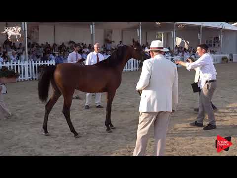 N.111 D MEZYAN - Menton 2019