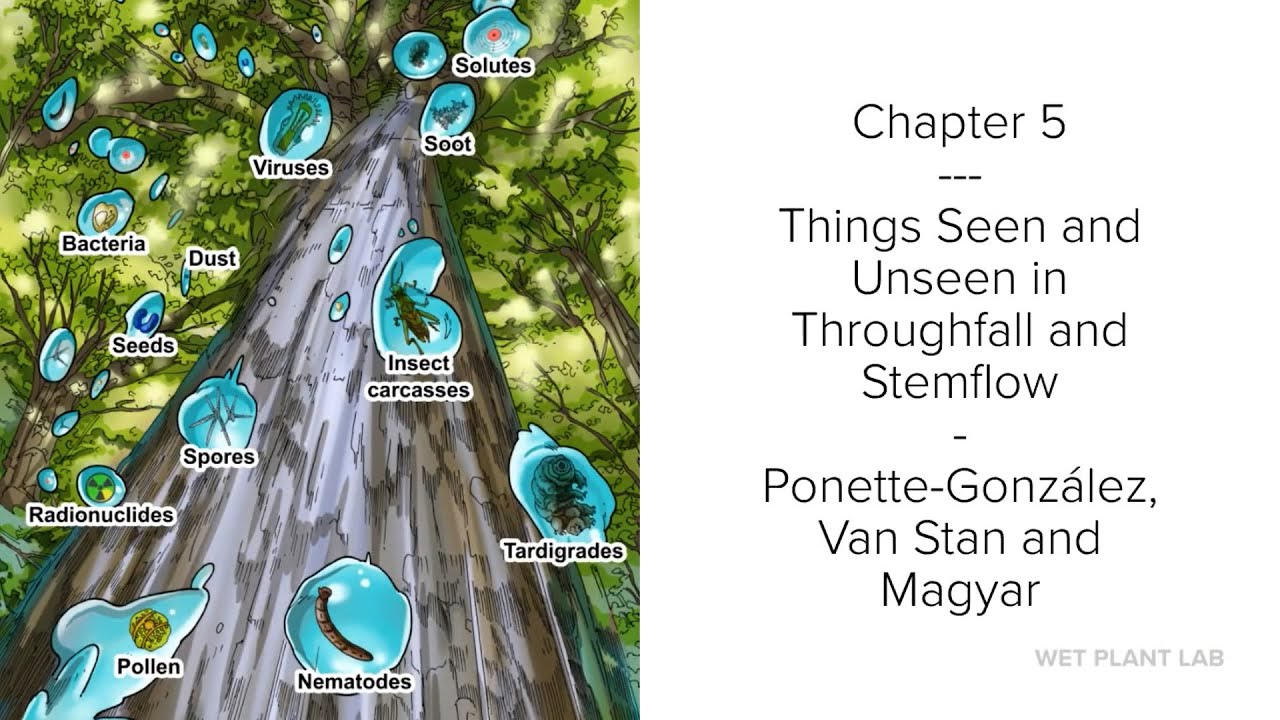 What is throughfall and stemflow? Any Answer