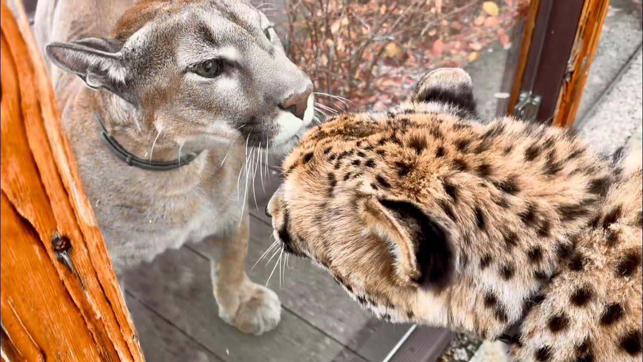 Мы ПОМЕНЯЛИСЬ КОТАМИ! Пума Месси не слушает Машу