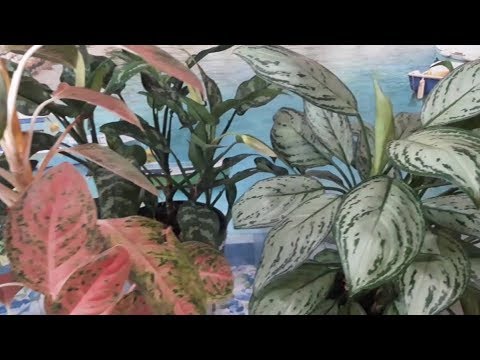 Подробный обзор моих комнатных растений и уход за ними.