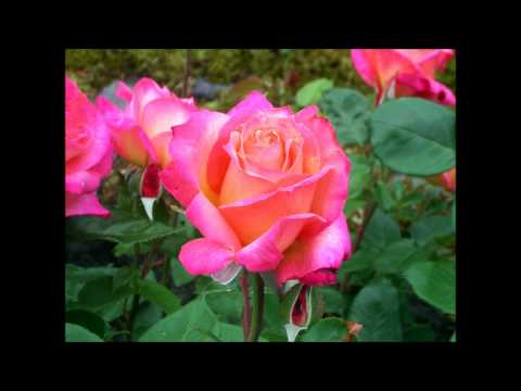 Tshaj Xo Rau Tus Kuv Hlub