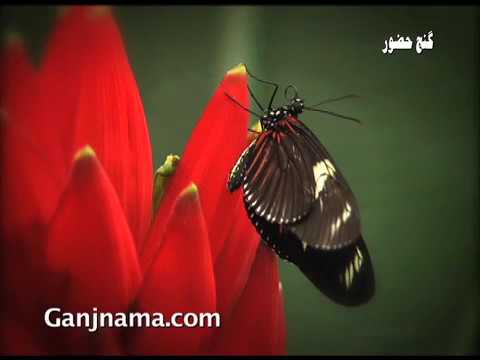 Vahid Taj Tarabkhaneh