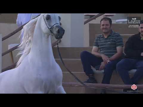 N 141 LAMMAH AL NAIF   4th Souq Waqif International Arabian Horse Show 2023   Stallions 7 to 10 Year