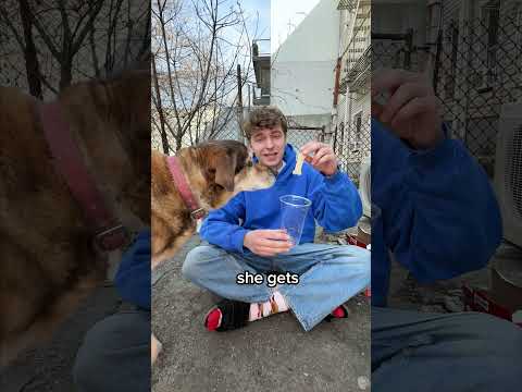 Make My Dog Happy 🥰