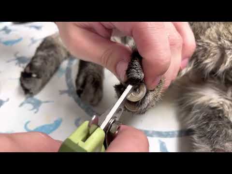 Overgrown cat nails. Why aging cats need help with nail trimming.