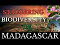 The Amazing Biodiversity Of Madagascar