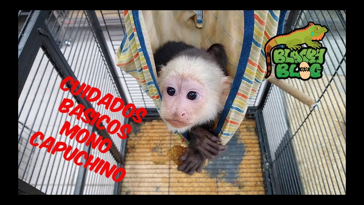 Watch Cuidados basicos del mono capuchino Blacky blog Now Cuidados basicos del mono capuchino Blacky blog
