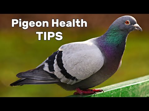 , title : 'Pigeon Diseases and Treatment'